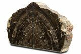 Tall Polished Petrified Wood Bookends #344128-2